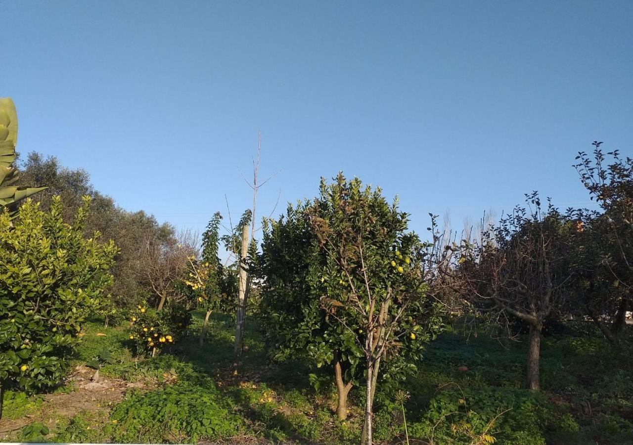 Corujeira Greenside Of Sea מראה חיצוני תמונה
